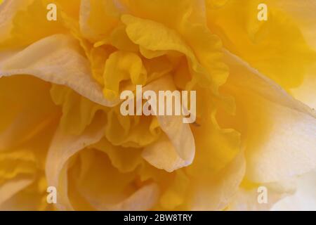Abstract study in yellow - Macro perspective of the details of a double daffodil Stock Photo