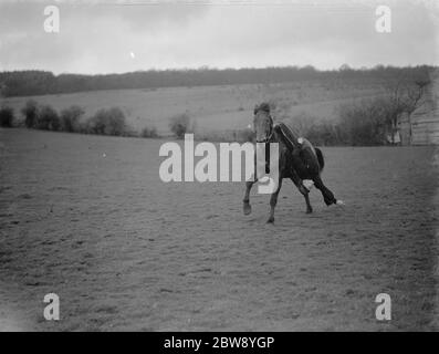 Horse trick riding in Eynsford , Kent . Hanging upside down from the saddle . 1939 Stock Photo