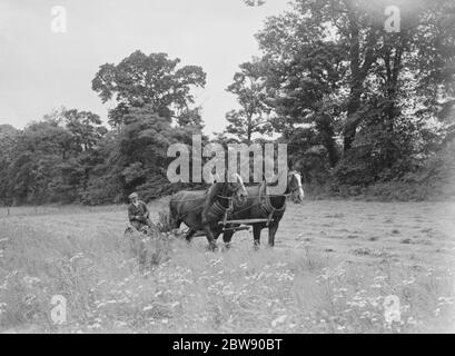 Farm worker with a horse team cutting hay in North Cray , Kent . 1935 Stock Photo