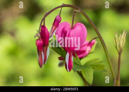 Closeup of bright pink bleeding heart blossoms against a blurred green foliage background Stock Photo