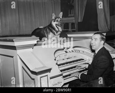 Mr Robinson Cleaver , the famous cinema organist , posing with his dog at his organ . 1939 Stock Photo