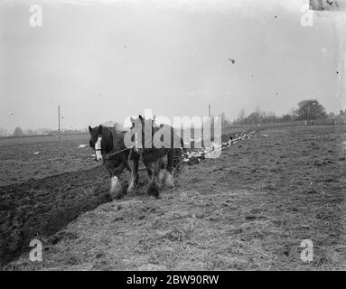 Seagulls swoop in to feast on the worms that have been surfaced by a farmer ploughing the field with his horses in Dartford , Kent . 1939. Stock Photo