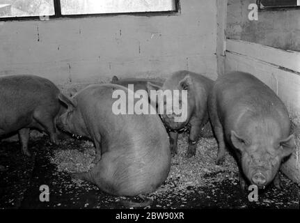 Pigs in the barn at Hales Pig Farm in Footscray , Kent . 21 June 1937 Stock Photo