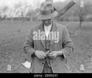 A man grafting apple trees . 1939 . Stock Photo