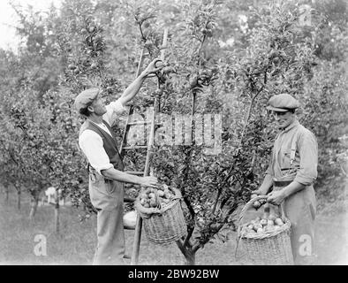 Apple picking in an orchard . 1939 Stock Photo
