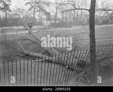 Storm damage in Sidcup , Kent . An uprooted tree . 1939 . Stock Photo