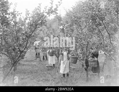 Apple picking in an orchard . 1939 Stock Photo