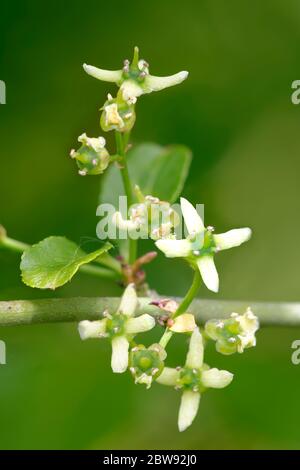 Spindle Tree - Euonymus europaeus. Closeup of flowers and leaves Stock ...