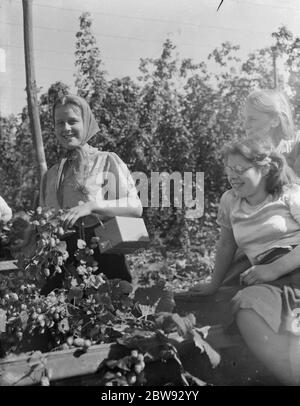 Women hop pickers in Beltring , Kent . Each worker has a gas mask over their shoulder in box in case of a gas attack . 1939 . Stock Photo