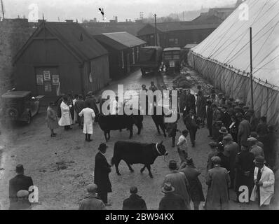 The Fat Stock Show in Redhill , Surrey. Bulls are led round in circles . 1936 Stock Photo