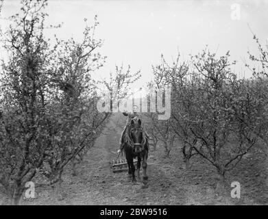 A farmer boy rides on the horse which is pulling the harrows between the fruit trees . 1936 . Stock Photo