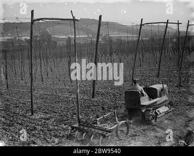 A farmer on his Inernational tractor draws a harrow between the hop vines . 1935 . Stock Photo