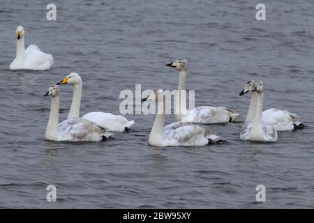 Whooper swans (Cygnus cygnus) adults and juveniles with Greylag geese ...