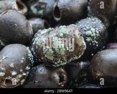 Macrophotography of spoiled olives with white green mold. Mold fungus on stale olives. Food forgotten in the fridge. Improper or too long food storage Stock Photo