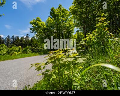 Countryside countryroad sunshine intensive Green forest scenic scenery landscape Lokve in Croatia Europe Stock Photo