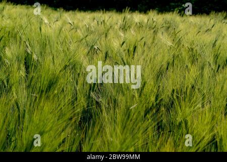 Barley fields ,Barley grain is used for flour, barley bread, barley beer, some whiskeys, some vodkas, and animal fodder Stock Photo