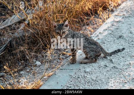 Beautiful cat is standing on street Stock Photo