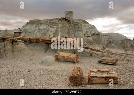 NM00265-00...NEW MEXICO - Petrified wood and trees exposed by the erosion of the sandstone in the Bisti Wilderness. Stock Photo