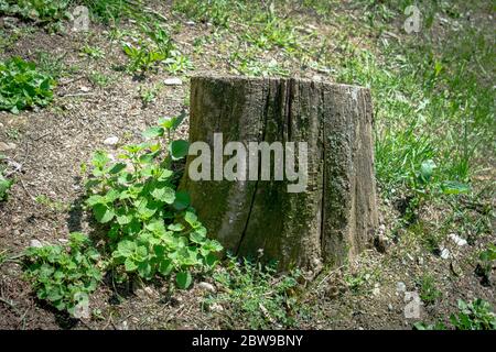 Cut tree in the forest, green background Stock Photo