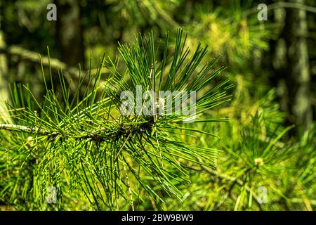 Closeup view pine branch in mountain, blurred pine needles in the background Stock Photo