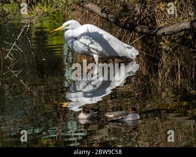 A great egret, Ardea alba, wading in a small reservoir pond in a park near Yokohama, Kanagawa Prefecture, Japan.