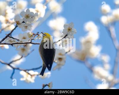 A Japanese white-eye, also called a warbling white-eye or mountain white-eye, Zosterops japonicus, perches among the the white plum blossoms of spring Stock Photo