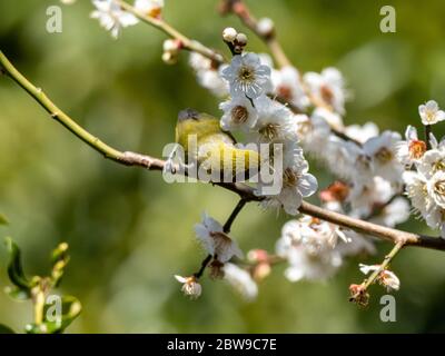 A Japanese white-eye, also called a warbling white-eye or mountain white-eye, Zosterops japonicus, perches among the the plum blossoms of spring in a Stock Photo