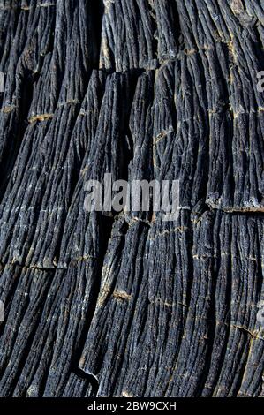 Pahoehoe style of lava is formed from slow flowing eruption.  This texture is ridged and cracked. Stock Photo