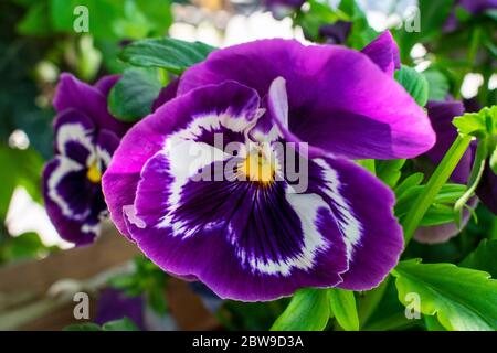 Beautiful purple flower in garden Stock Photo