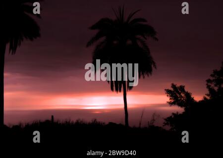 Kohala Coast is bathed in pink and red as the sun sets over the Big Island of Hawaii.  Palm trees are silhouetted and a loen fence post stands out of Stock Photo