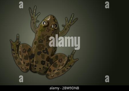 Common water frog top view realistic vector illustration Stock Vector
