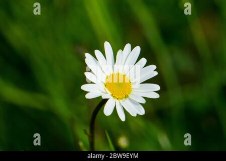 A white daisy against a green background Stock Photo