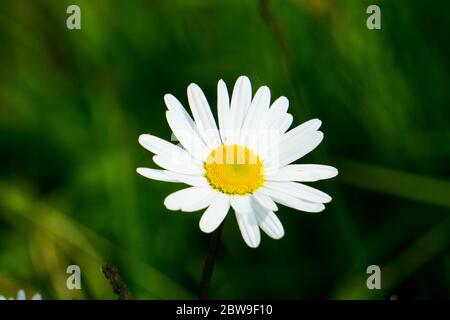 A white daisy against a green background Stock Photo