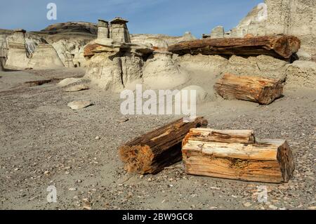 NM00292-00....NEW MEXICO - Petrified logs and small petrified wood shards in the Bisti Wilderness area. Stock Photo