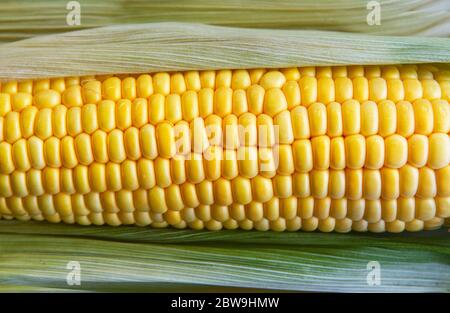 Fresh picked corn on the cob, close up Stock Photo