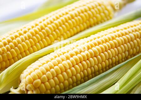 Fresh picked corn on the cob, close up Stock Photo