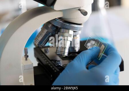 Laboratory technician using microscope Stock Photo