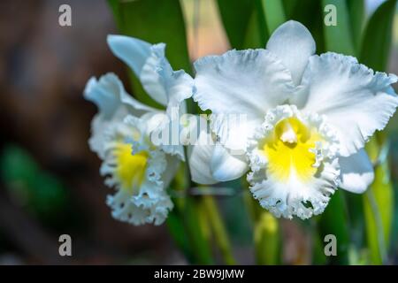 Cattleya Labiata flowers bloom in the spring sunshine, a rare forest orchid decorated in tropical gardens Stock Photo