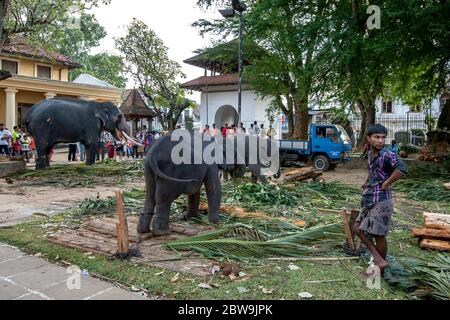Ceremonial elephants including two calves feed on tree branches within the Temple of the Sacred Tooth Relic complex at Kandy in Sri Lanka. Stock Photo