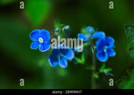 wood Forget-me-nots Stock Photo