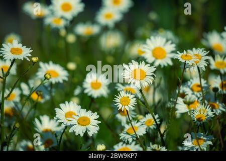 Daisy Stock Photo