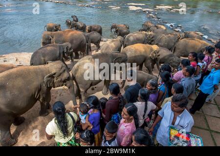 Elephants from the Pinnawala Elephant Orphanage head past tourists towards the Maha Oya River in Sri Lanka where they bathe twice daily. Stock Photo