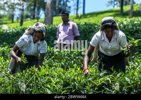 Tamil tea pickers, also known as tea pluckers gather a crop of fresh leaves on a plantation in the Nuwara Eliya region of Sri Lanka. Stock Photo