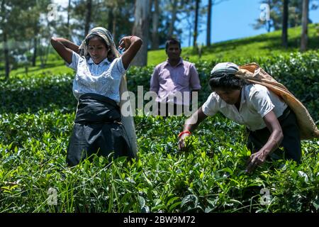 Tamil tea pickers, also known as tea pluckers gather a crop of fresh leaves on a plantation in the Nuwara Eliya region of Sri Lanka. Stock Photo