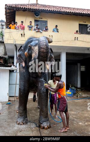 Mahouts wash an elephant within the Kataragama Temple at Kandy in Sri Lanka. The elephant is being prepared to parade in the Esala Perahera. Stock Photo