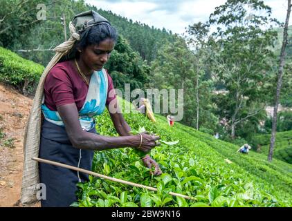 A tea picker plucks leaves from a plantation at Maskeliya in the Central Province of Sri Lanka  in the early morning. Stock Photo