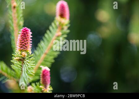 Close-up of one sruce female cone on the branch. Strobili. Stock Photo