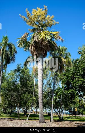 Corypha utan, also known as a Cabbage palm, buri palm or Gebang palm. Stock Photo