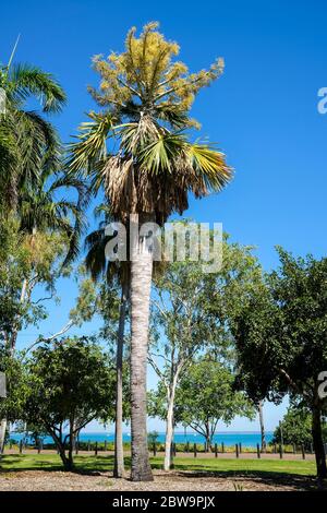 Corypha utan, also known as a Cabbage palm, buri palm or Gebang palm. Stock Photo