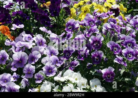 Pansies and violets, Violas in garden flower bed, bedding plants Stock Photo